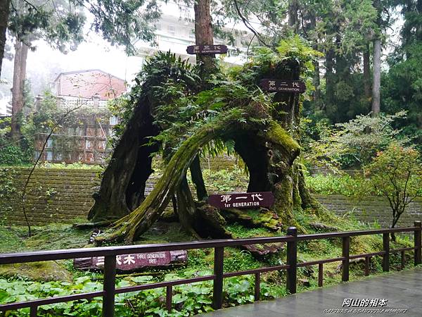 1051024 嘉義阿里山(PIXNET)205.JPG 1051024 嘉義阿里山(PIXNET)205.JPG