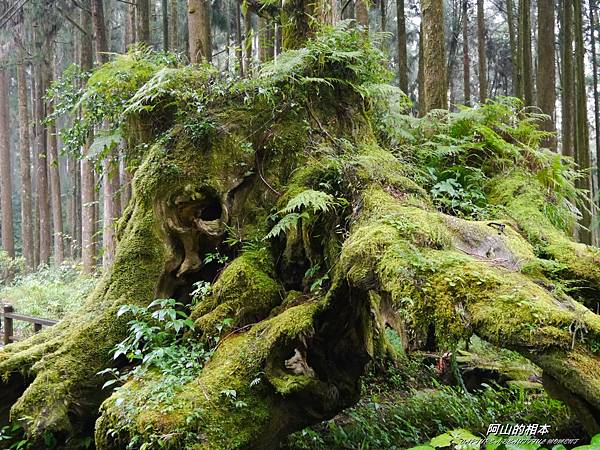 1051024 嘉義阿里山(PIXNET)206.JPG 1051024 嘉義阿里山(PIXNET)206.JPG