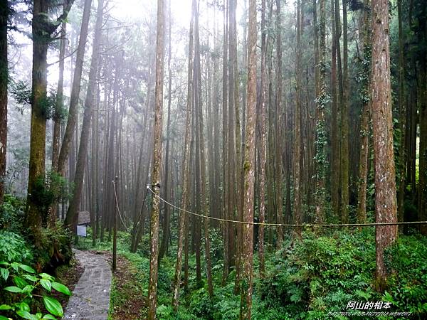 1051024 嘉義阿里山(PIXNET)207.JPG