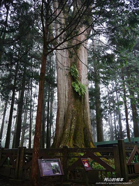 1051024 嘉義阿里山(PIXNET)210.JPG 1051024 嘉義阿里山(PIXNET)210.JPG