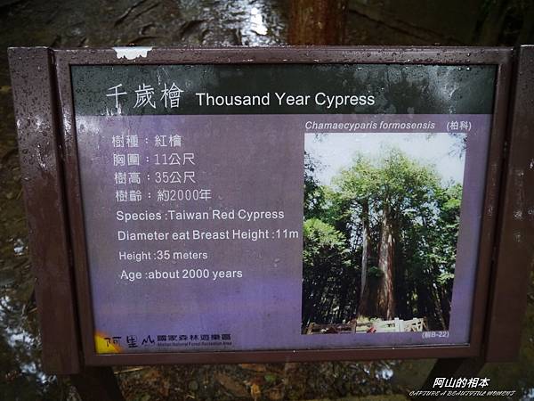 1051024 嘉義阿里山(PIXNET)211.JPG 1051024 嘉義阿里山(PIXNET)211.JPG