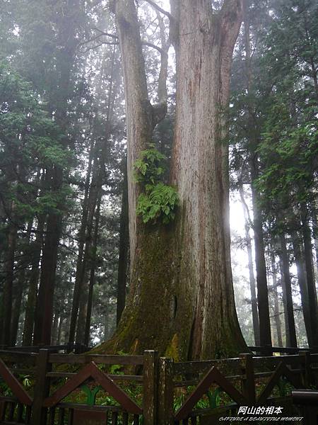 1051024 嘉義阿里山(PIXNET)212.JPG 1051024 嘉義阿里山(PIXNET)212.JPG