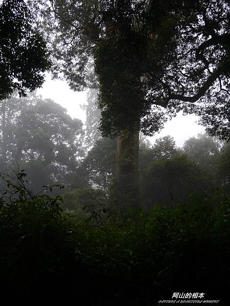 1051024 嘉義阿里山(PIXNET)213.JPG