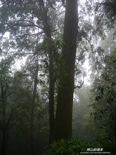 1051024 嘉義阿里山(PIXNET)214.JPG 1051024 嘉義阿里山(PIXNET)214.JPG