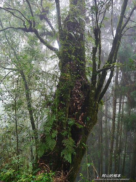 1051024 嘉義阿里山(PIXNET)215.JPG 1051024 嘉義阿里山(PIXNET)215.JPG