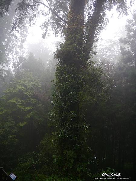 1051024 嘉義阿里山(PIXNET)217.JPG