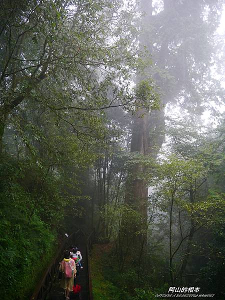 1051024 嘉義阿里山(PIXNET)218.JPG
