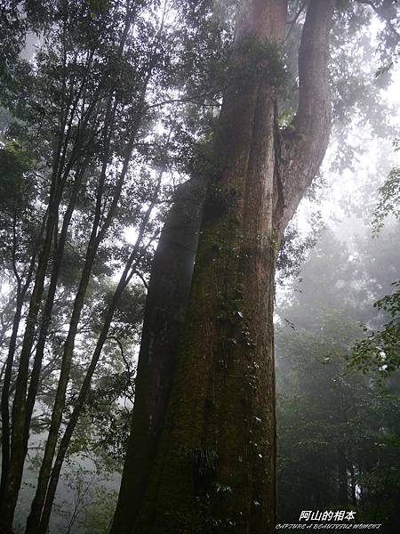 1051024 嘉義阿里山(PIXNET)219.JPG 1051024 嘉義阿里山(PIXNET)219.JPG
