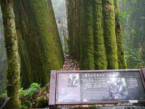 1051024 嘉義阿里山(PIXNET)220.JPG 1051024 嘉義阿里山(PIXNET)220.JPG