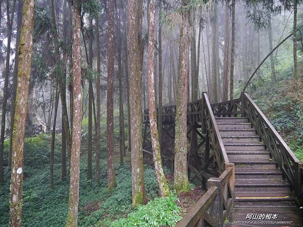 1051024 嘉義阿里山(PIXNET)221.JPG 1051024 嘉義阿里山(PIXNET)221.JPG