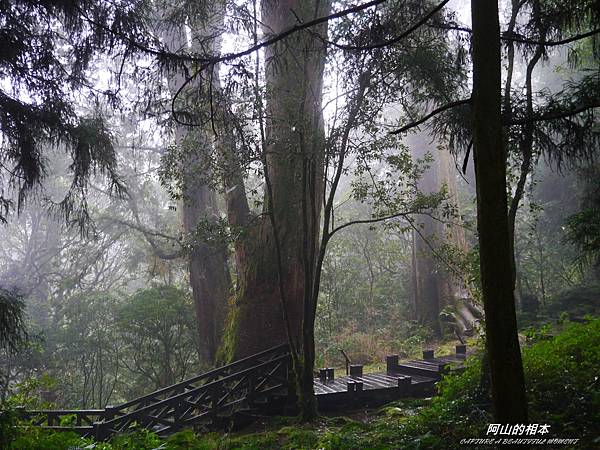 1051024 嘉義阿里山(PIXNET)222.JPG