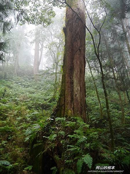 1051024 嘉義阿里山(PIXNET)223.JPG 1051024 嘉義阿里山(PIXNET)223.JPG