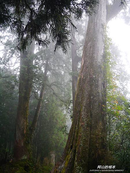 1051024 嘉義阿里山(PIXNET)224.JPG 1051024 嘉義阿里山(PIXNET)224.JPG