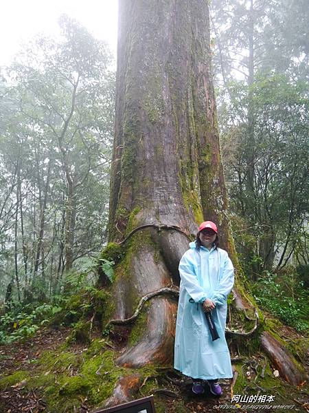 1051024 嘉義阿里山(PIXNET)225.JPG