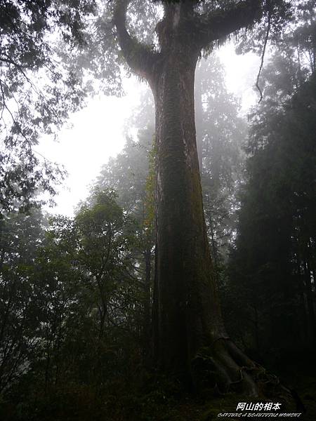 1051024 嘉義阿里山(PIXNET)226.JPG 1051024 嘉義阿里山(PIXNET)226.JPG
