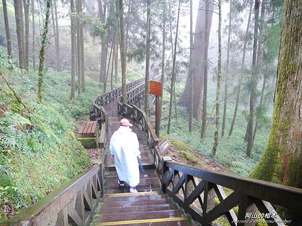 1051024 嘉義阿里山(PIXNET)228.JPG 1051024 嘉義阿里山(PIXNET)228.JPG