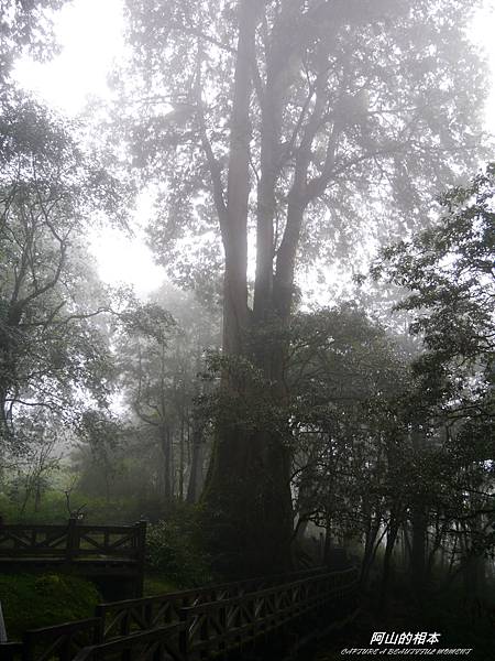 1051024 嘉義阿里山(PIXNET)229.JPG 1051024 嘉義阿里山(PIXNET)229.JPG