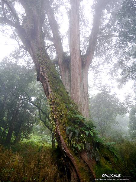 1051024 嘉義阿里山(PIXNET)230.JPG 1051024 嘉義阿里山(PIXNET)230.JPG