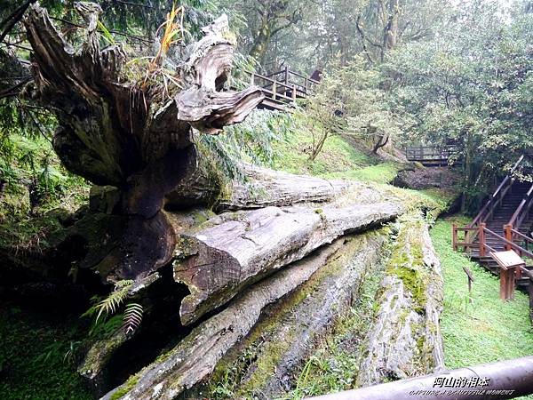 1051024 嘉義阿里山(PIXNET)232.JPG 1051024 嘉義阿里山(PIXNET)232.JPG