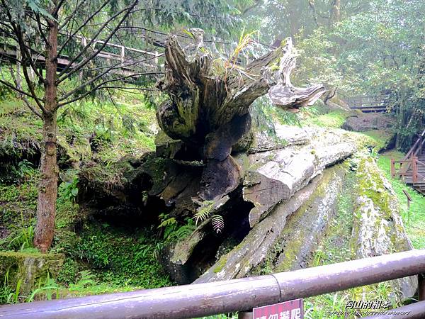 1051024 嘉義阿里山(PIXNET)233.JPG 1051024 嘉義阿里山(PIXNET)233.JPG