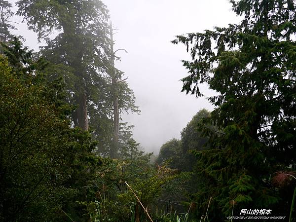 1051024 嘉義阿里山(PIXNET)234.JPG