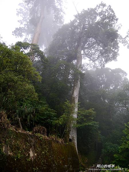 1051024 嘉義阿里山(PIXNET)235.JPG 1051024 嘉義阿里山(PIXNET)235.JPG