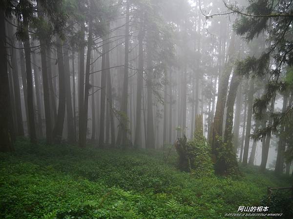 1051024 嘉義阿里山(PIXNET)238.JPG 1051024 嘉義阿里山(PIXNET)238.JPG