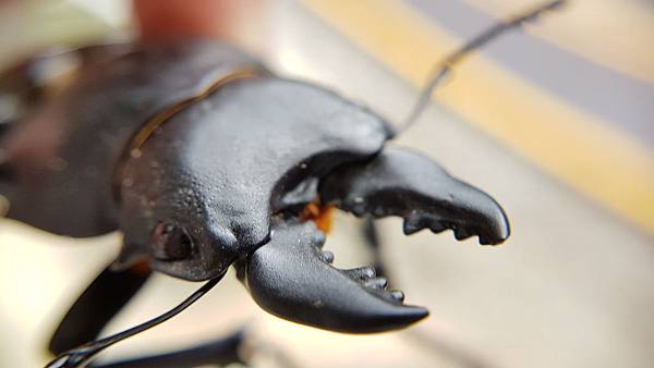 20190824_苗栗台中快樂遊006.jpg 20190824_苗栗台中快樂遊006.jpg