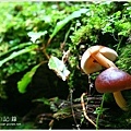 IMG_2522.JPG
