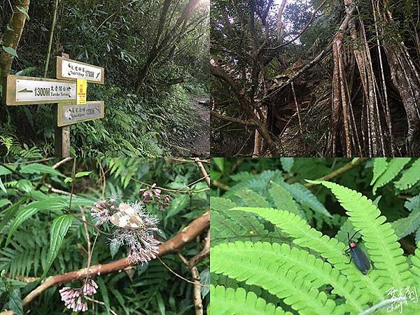 大禮步道上的植物.jpg