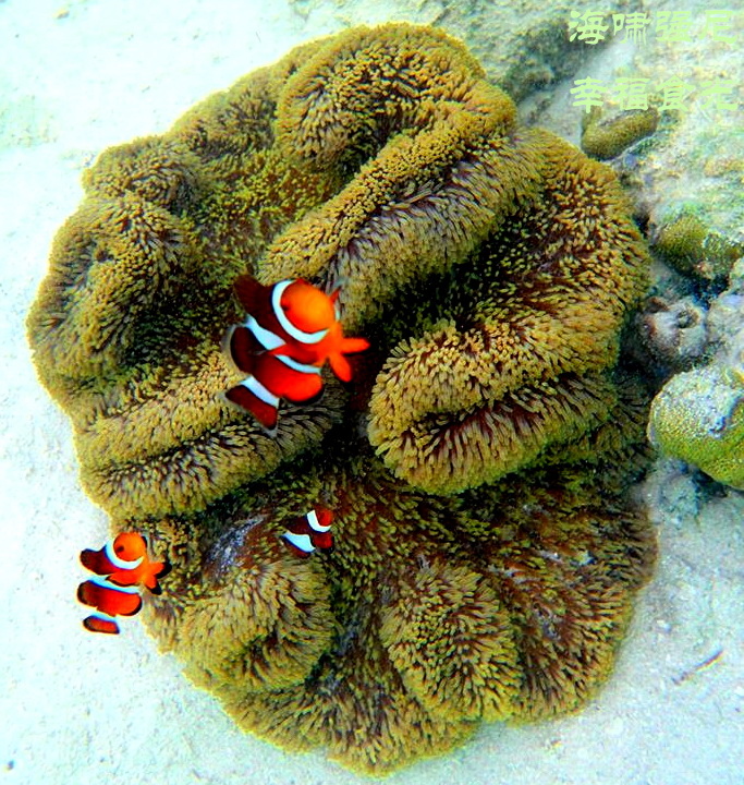 Isla Bulog4.jpg Isla Bulog4.jpg