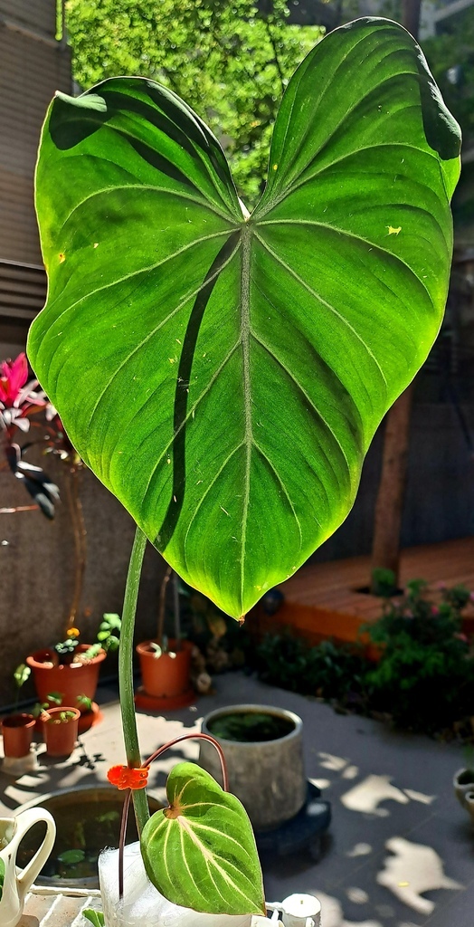 |觀葉&雨林植物 ➤ 蔓綠絨 |【圓柄錦緞蔓綠絨 / 圓柄花