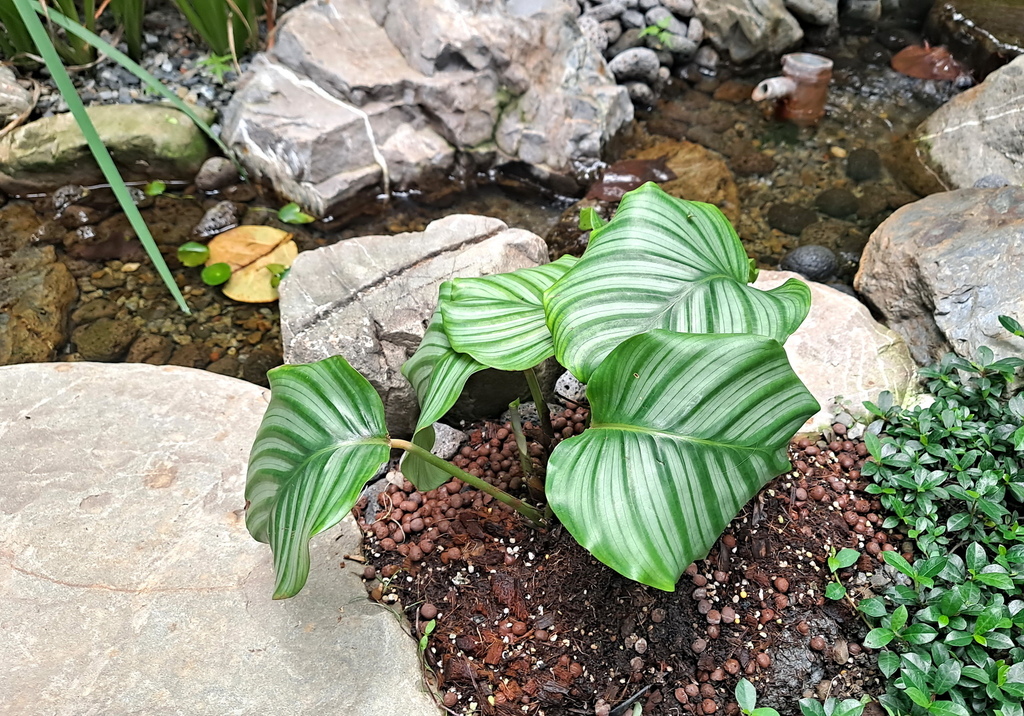 |觀葉植物 ➤ 竹芋 |【青蘋果竹芋】花草種植日記