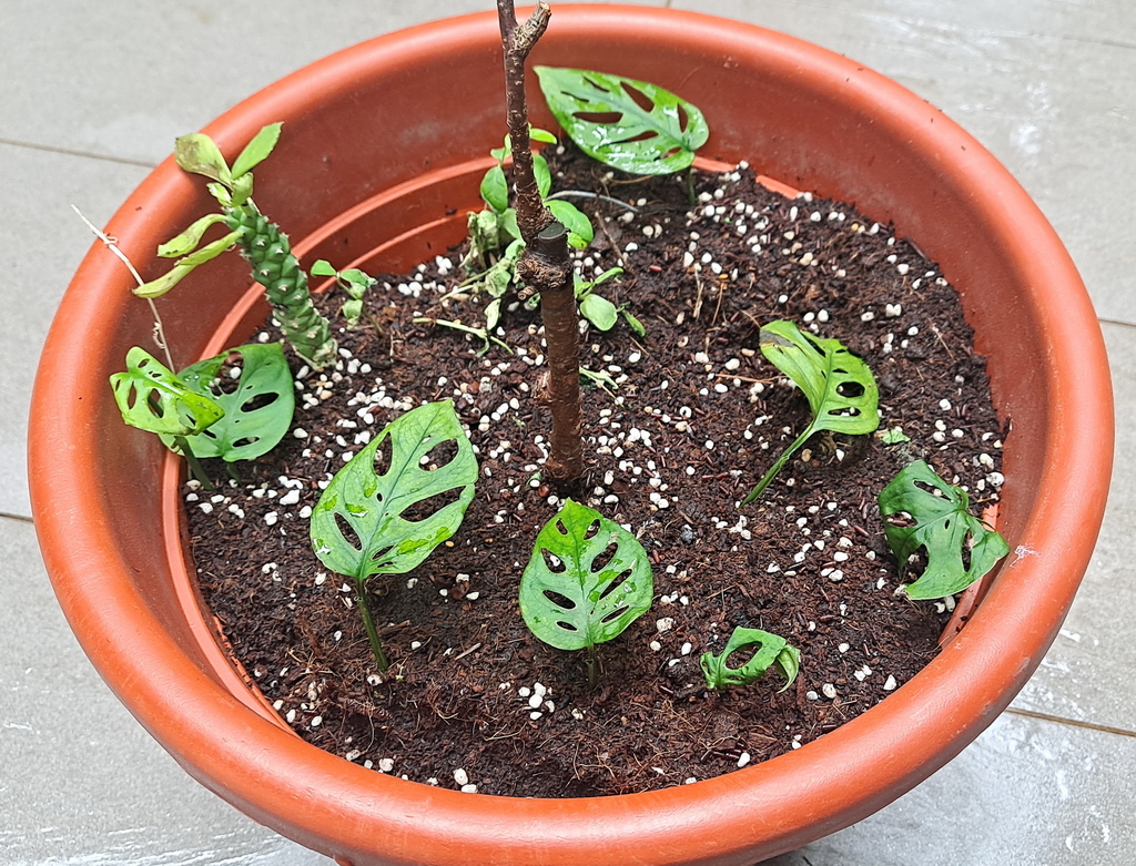 |觀葉&雨林植物 ➤ 龜背芋 | 窗孔龜背芋➤花草種植日記