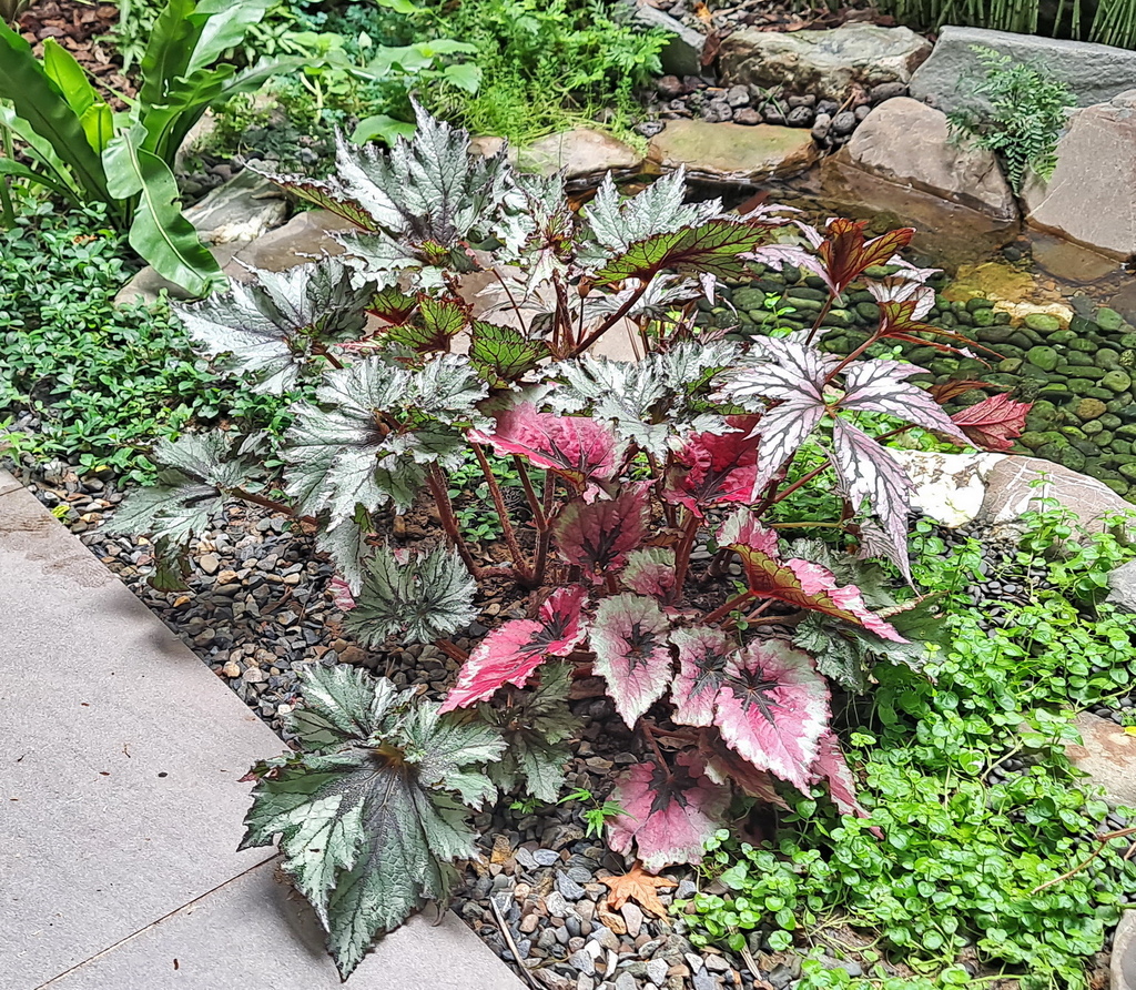 |觀葉&雨林植物 ➤ 秋海棠 |【楓葉海棠】花草種植日記