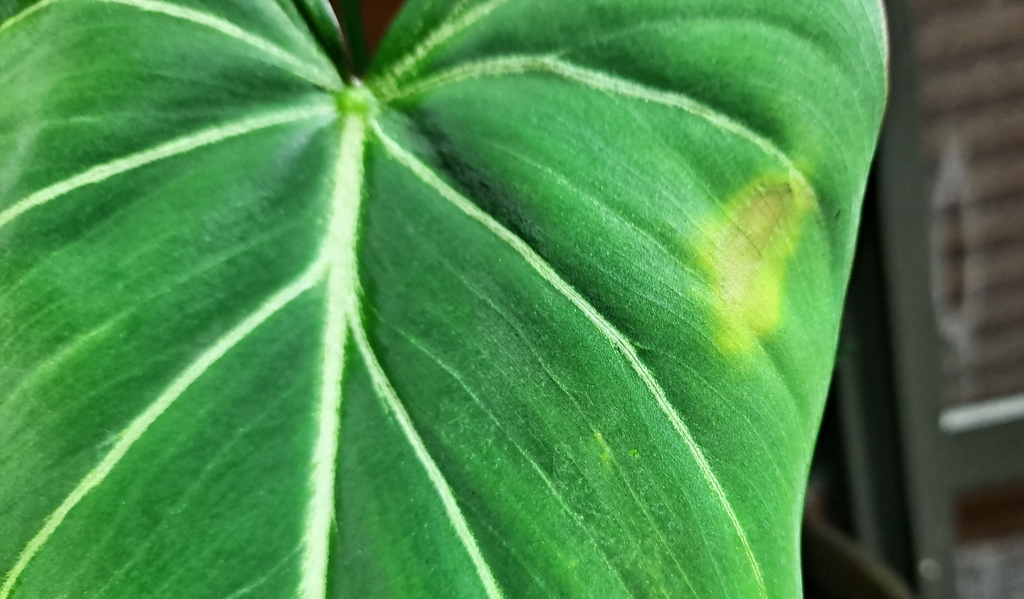 |觀葉&雨林植物 ➤ 蔓綠絨 |【圓柄錦緞蔓綠絨 / 圓柄花