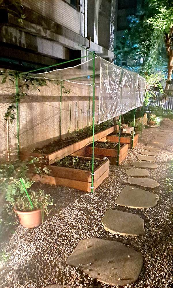 扦插紀錄 瓜棚遮雨棚diy 花草種植日記 海嘯強尼的墾荒記行 痞客邦
