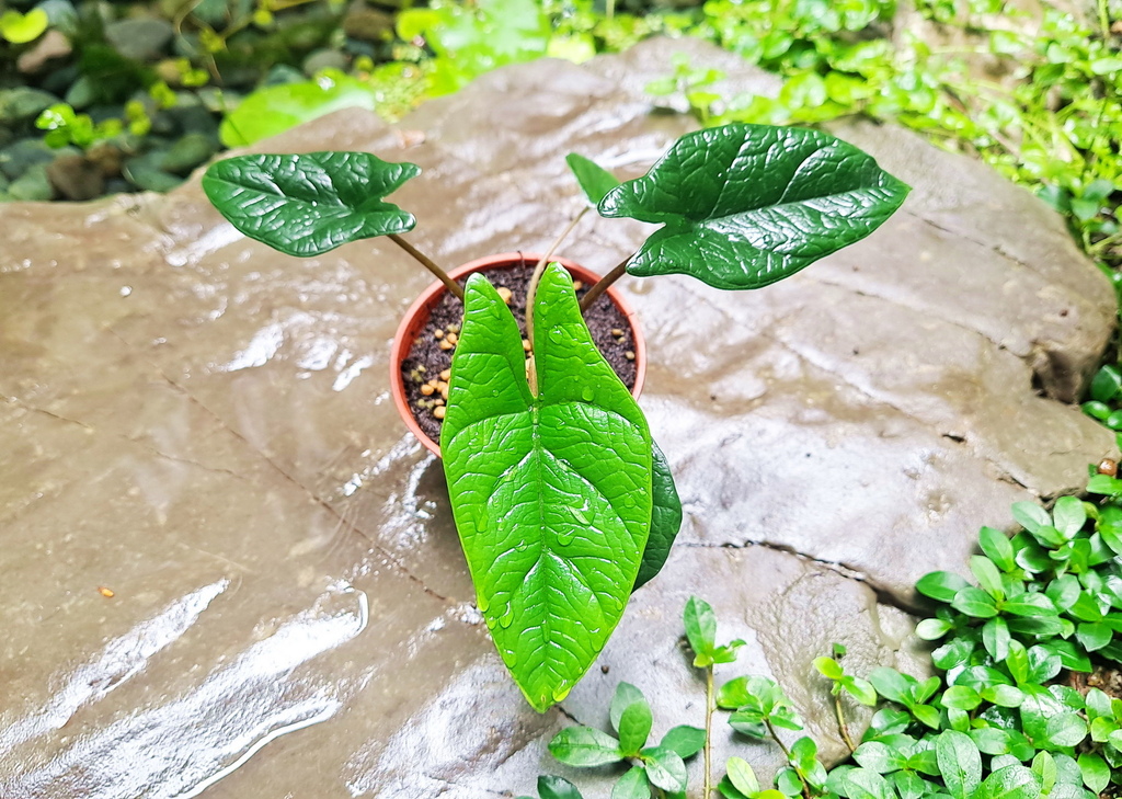 |觀葉&雨林植物 ➤ 觀音蓮 |【甲骨文觀音蓮】天南星科。花