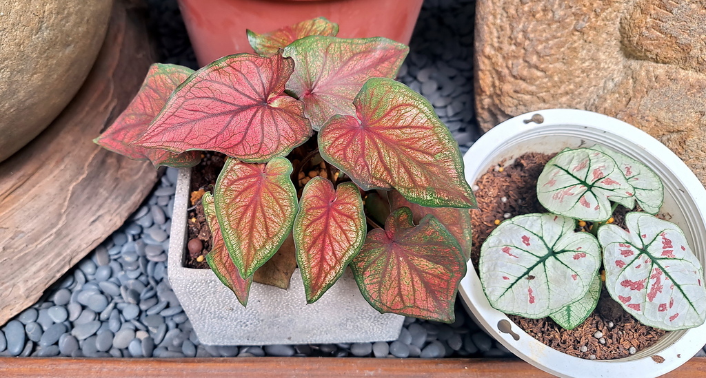 |觀葉植物 ➤ 彩葉芋 |【草莓之星】未休眠。花草種植日記