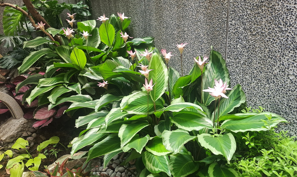 |觀葉植物 ➤ 竹芋 |【青蓮⽵芋/荷花肖竹芋】耐陰也會開花