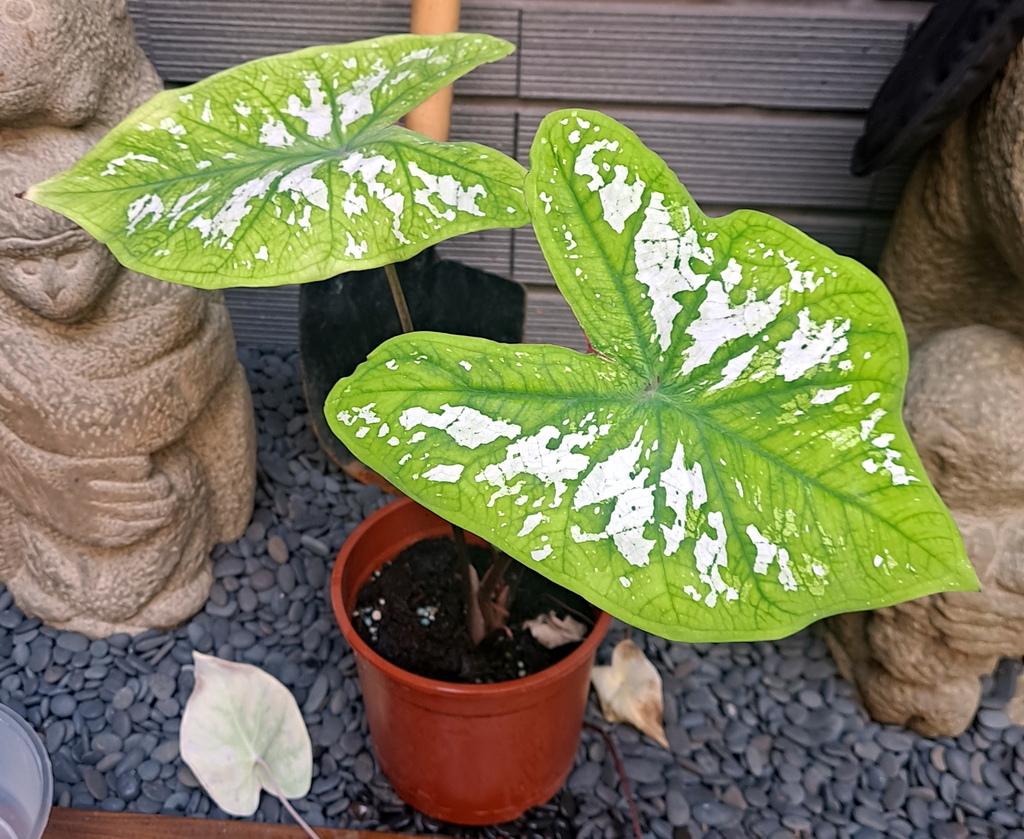 |觀葉植物 ➤ 彩葉芋 |【白帽子】冬天可能休眠。花草種植日