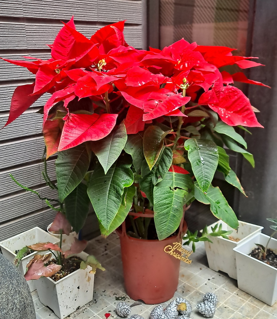 |賞花植物 ➤ 大戟科 |【聖誕紅】花草種植日記