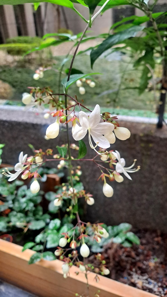 |賞花植物 ➤ 馬鞭草科 |【玉蝶花 / 白玉蝴蝶(非真正垂