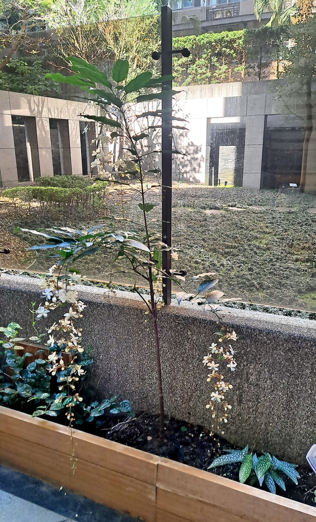 |賞花植物 ➤ 馬鞭草科 |【玉蝶花 / 白玉蝴蝶(非真正垂