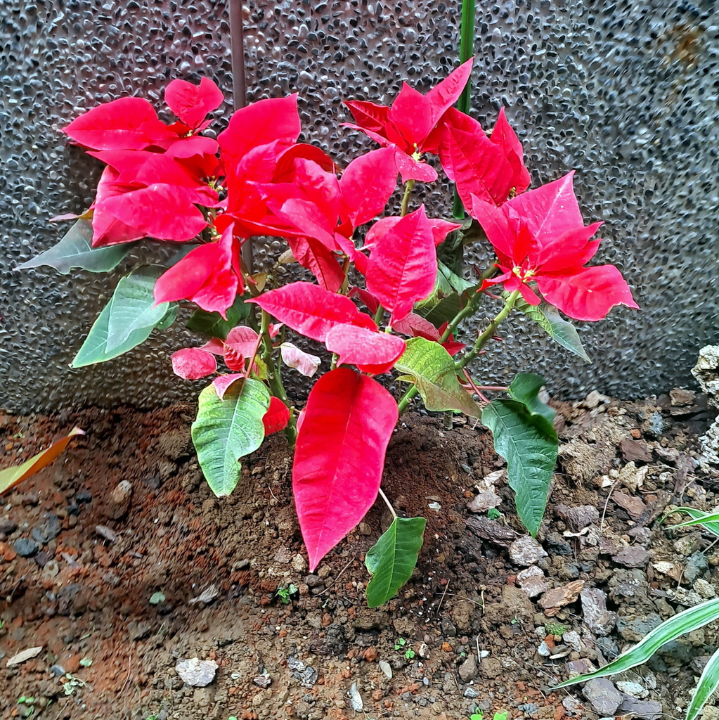 |賞花植物 ➤ 大戟科 |【聖誕紅】花草種植日記