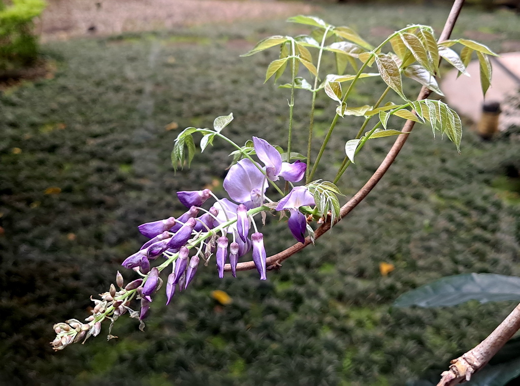 |爬藤植物 ➤ 紫藤科 |【紫藤花。Wisteria sin