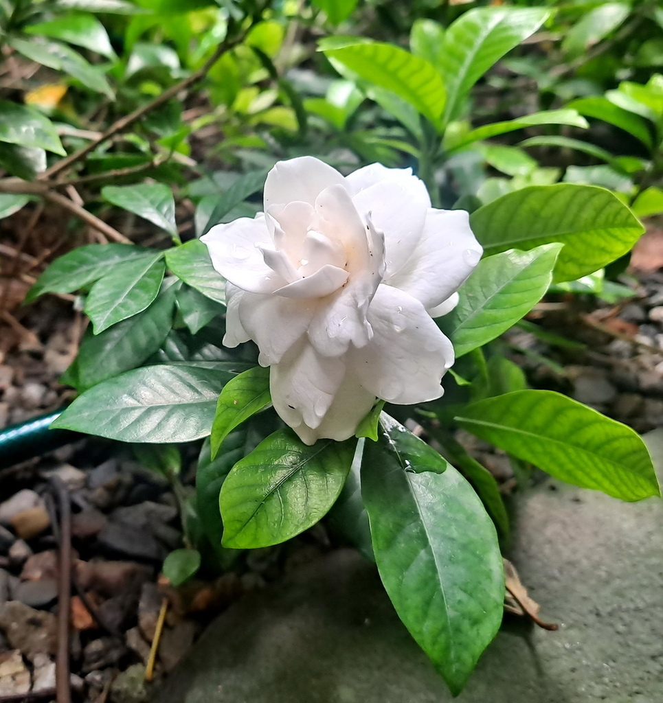 |賞花植物 ➤ 茜草科 |【扶桑花】花草種植日記