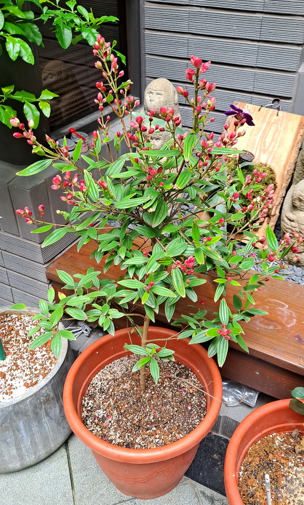 |賞花植物 ➤ 野牡丹科 |【巴西野牡丹】花草種植日記