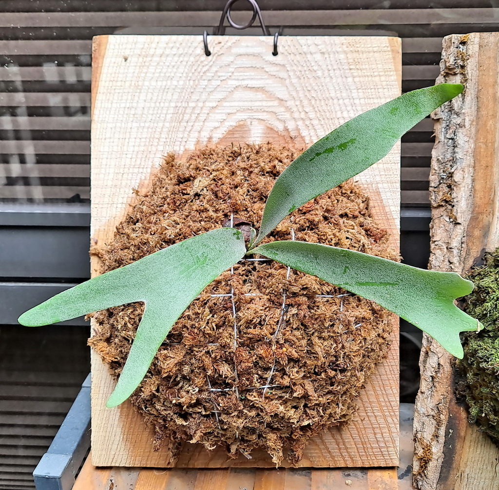 |觀葉蕨類 ➤ 鹿角蕨 |【細葉高冠檸檬】。花草種植日記