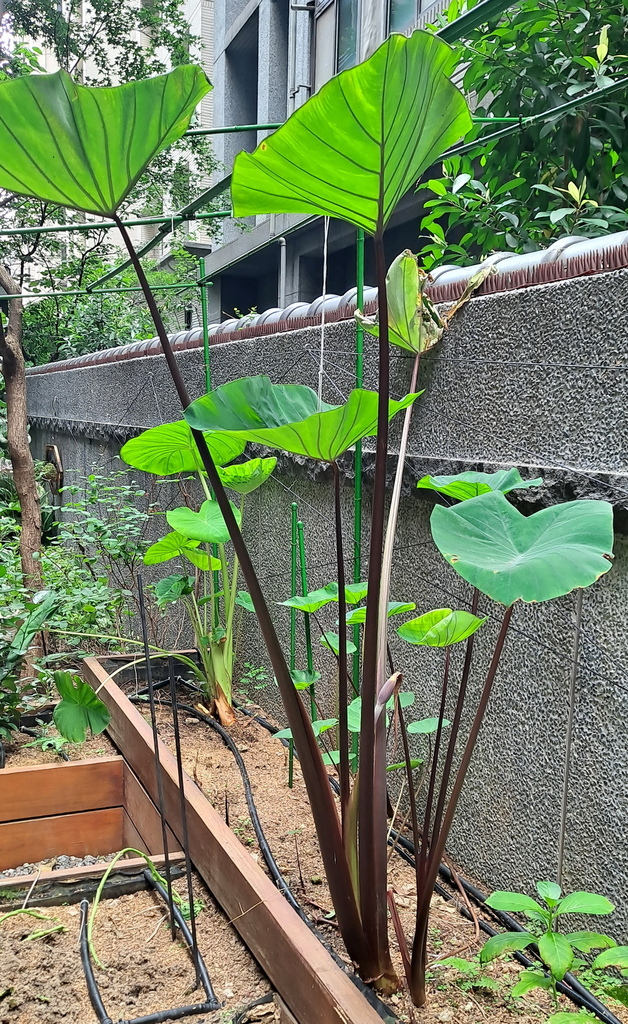 |觀葉&雨林植物 ➤ 天南星 | 【紫柄千年芋】花草種植日記